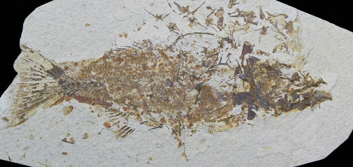 Bargain Mioplosus Fossil Fish - Uncommon Species #33207